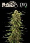 Seedstockers AK420 AUTO 0% THC Kiszerelés: 5 db - weedshop - 17 345 Ft