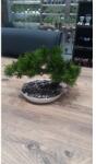 Iris E5778 BONSAI decor cu flori artificiale într-un vas 25x18cm (E5778)
