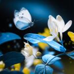 MÉDIA Vászonkép, Fehér virágok, kék pillangó, nyár, kert, 50 x 50 cm (TABIMG9567)