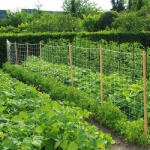 Nortene Komposztálható uborkaháló lebomló anyagból, Trellinet Compost, 20 cm x 20 cm szemméret (2x5 méter) fehér (2022738)