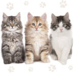  Cicás Three Beautiful szalvéta 20 db-os 33x33 cm (PKK032613) - aprotalpak