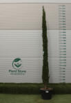 Plantstore Európai Ciprus Totem 200/250 Cm- Cupressus Sempervirens Totem