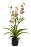  Selyemvirág Lepkeorchidea 3 ágú, kaspóban műanyag 70cm mályva/zöld (10E-108X36PG4.2)