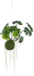  Élethű Monstera, Függő, Mohagömbbe ültetve, 60 cm (427083)