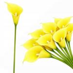 Przydasie. pl Kála Gumi Szár Művirág Mint Élő Nád Csokor Dekoráció 31CM (#12656)