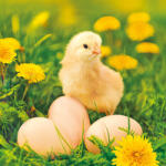  Húsvét Chicken with Eggs szalvéta 20 db-os 33x33 cm (PKK056404) - oliviashop