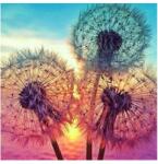 GALAXIA Festés Számok Alapján Kerettel Festmények Számok szerint Vászonkép 40x40 (Malowanie po Numerach Mlecze)