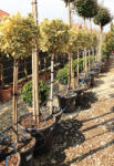 Plantstore Tarka Japán Kecskerágó Magastörzsű 1/2 20l- Euonymus Japonicus Bravo