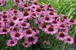  Echinacea purpurea 'Magnus' - Bíbor kasvirág