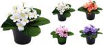  Művirágok 200X200X150Mm, Lila Cserépben, Vegyes Színekben