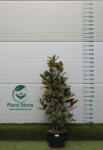 Plantstore örökzöld Magnólia Bokor 150/+ Cm- Magnolia Grandiflora Gallisoniensis