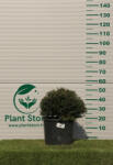 Plantstore Magyal Gömb 35/40 Cm- Ilex Crenata Glory Gem
