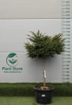 Plantstore Lebanoni Cédrus Nana Magastörzsű 1/2 80l- Cedrus Libani Nana