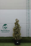 Plantstore Tarka Levelű Magyal Tölcsér 120/130 Cm- Ilex Aquifolium Argenteomarginata