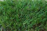 Nortene Gazon artificial ZURICH EVOLUTION 40 mm - 2 x 20 m (2018171)