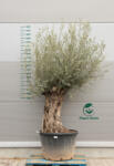  Olajfa Bonsai Hojiblanca B411