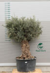 Olajfa Bonsai Hojiblanca B407