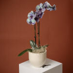 ImodFlowers Orhidee speciala in ghiveci