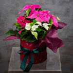 ImodFlowers Planta Craciunita Bicolora