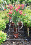 Plantstore Citromillatú Kefevirág Törzses 1/4- Callistemon Citrinus
