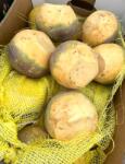  Friss csecsebecsék (Karpiel) - 1db (~1kg) (5905771121549)