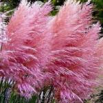 DobreNasiona. pl Pampas fű mag - Rózsaszín (Cortaderia Selloana Pink) 2 m magas (nasion)