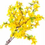 Czakos 4 x Forsycia 51 cm Művirágok Ágak Húsvét (614929)