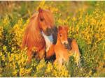Ravensburger Puzzle Ponei, 100 Piese - Ravensburger (13283) Puzzle