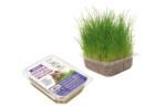 Nayeco Iarba pisicii Nayeco - 120g