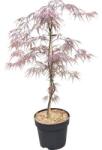  Japán juhar tűzzöld (Acer Palmatum Fireglow), magassága 70-80 cm, piros (GFDRT-9876)