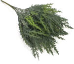  Thuja csokor sötétzöld