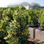  EUONYMUS JAPONICUS EXTRAVAGANZA CLT. 3 Japán kecskerágó