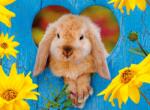 Nathan - Puzzle Little Dwarf Ram Rabbit - 500 piese