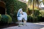 Horseware Ireland Amigo Ripstop Hoody, Azure Blue/Navy & Electric Blue - 160 cm