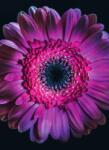 Dovido Öntapadó tapéta lila gerbera - 196x270
