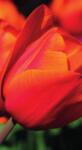 Dovido Tapéta csodás tulipánok - 147x270