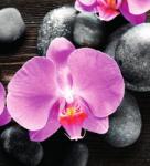 Dovido Fotótapéta gyönyörű orchidea és kövek - 245x270