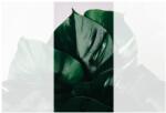 Dovido Fotótapéta monstera levél - 147x270 - dovido - 21 545 Ft