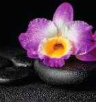 Dovido Öntapadó tapéta lila orchidea Zen köveken - 196x270