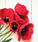 Dovido Öntapadó fotótapéta virágzó piros tulipánok - 245x270