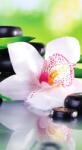 Dovido Fotótapéta japán orchidea - 147x270