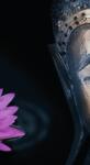 Dovido Öntapadó fotótapéta imádott Buddha - 147x270