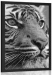 Dovido Poszter Bengáli tigris fekete-fehérben - 60x90 black