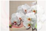 Dovido Tapéta fehér orchidea vásznon - 245x270