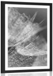 Dovido Poszter paszpartuval - fekete-fehér makro pitypang háttérrel. - 30x45 silver