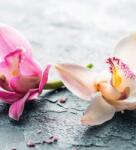 Dovido Fotótapéta két színes orchidea virág - 245x270