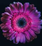 Dovido Öntapadó tapéta lila gerbera - 245x270