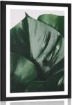 Dovido Poszter paszpartuval, monstera levél. - 40x60 no frame
