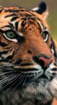 Dovido Fotótapéta bengáli tigris - 147x270
