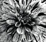 Dovido Fotótapéta exotikus dália fekete fehérben - 294x270